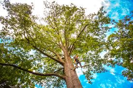 Best Tree Cabling and Bracing  in Carterville, MO