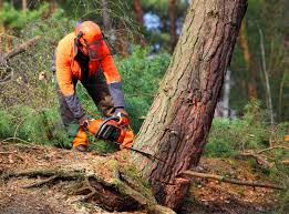 Best Seasonal Cleanup (Spring/Fall)  in Carterville, MO