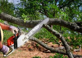 Best Tree Preservation Services  in Carterville, MO