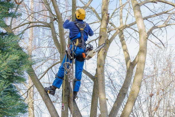 Best Commercial Tree Services  in Carterville, MO