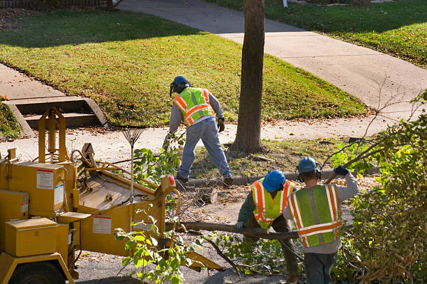 Best Fruit Tree Pruning  in Carterville, MO