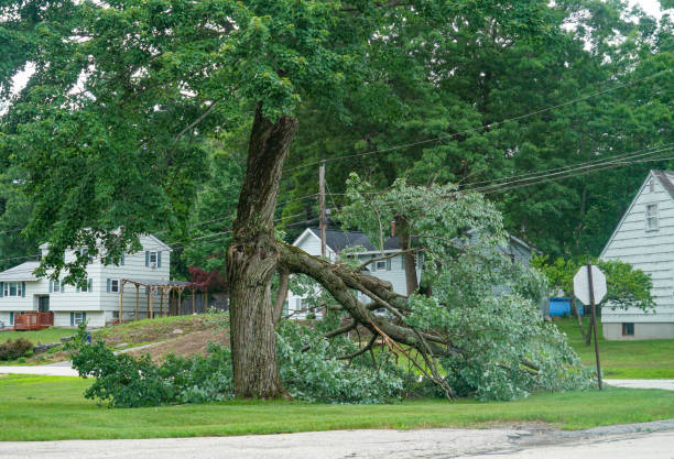 Best Firewood Processing and Delivery  in Carterville, MO