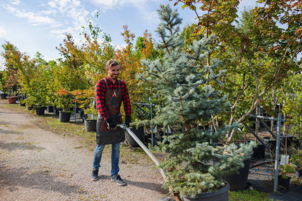 How Our Tree Care Process Works  in  Carterville, MO