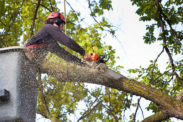 Professional Tree Care Services in Carterville, MO